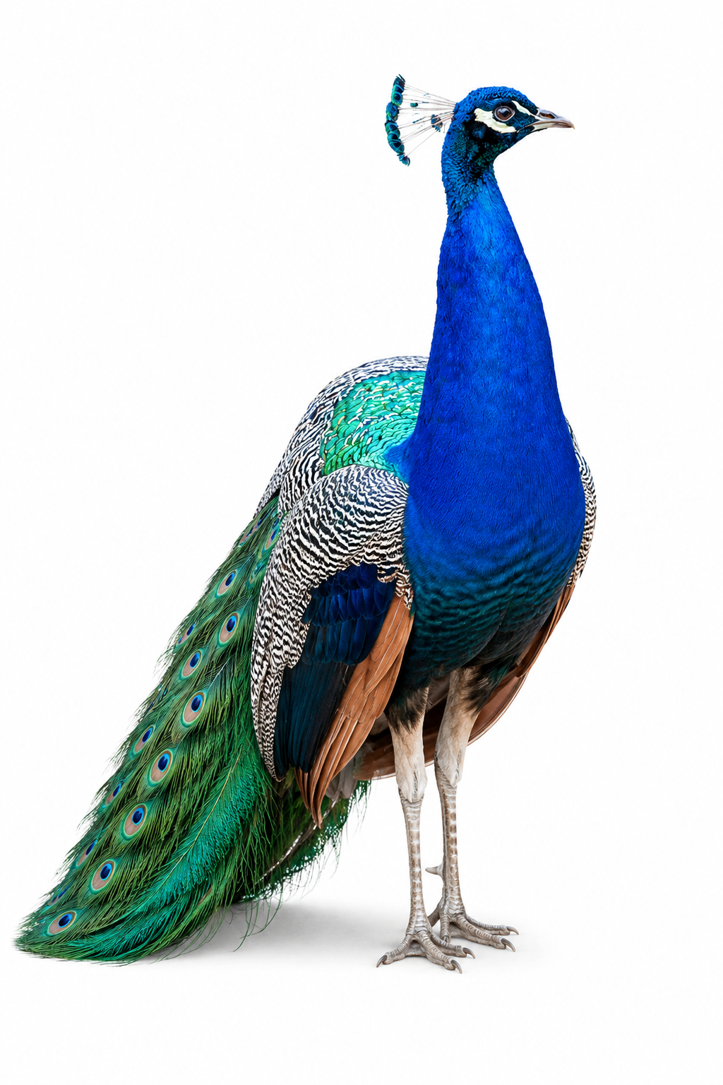 A peacock with vivid blue and green plumage